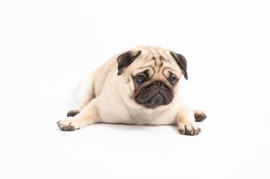 Sevimli köpek pug cinsi yalan söylüyor ve mutlulukla gülümsüyor çok komik hissediyor ve beyaz arka planda izole edilmiş ciddi bir yüz yapıyor sağlıklı safkan köpek konsepti