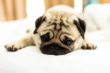 Şirin köpek cinsi beyaz yatakta uzanıyor, gülümsüyor ve sabah uyandıktan sonra çok mutlu oluyor. 
