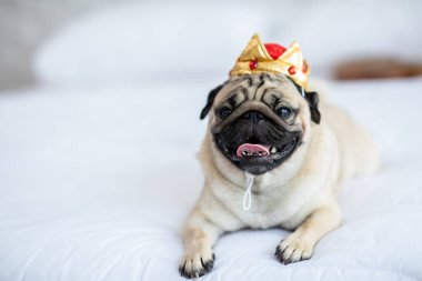 Taçlı kostüm giyen sevimli köpek pug 'u ve mutlulukla yalan söyleyen gülümseme ve rahat bir yatak odasında rahatlama, komik safkan köpek