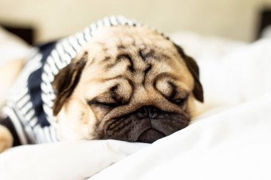 Şirin köpek yavrusu beyaz yatakta uzanıyor ve komik yüzüyle yatak odasında uyuyor ve sabahları çok mutlu oluyor, Seçici Odaklanma