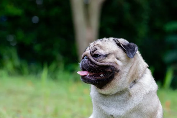 Mutlu Köpek Pug Güler Bahçedeki Yeşil Çimlerin Üzerinde Komik Bir — Stok fotoğraf