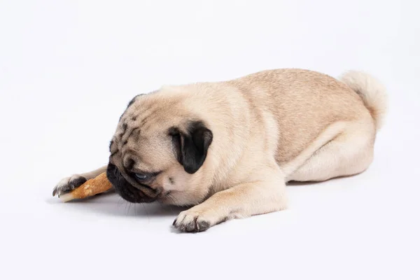 Dog Pug Raça Comer Dog Trata Sentindo Felicidade Desfrutar Isolado — Fotografia de Stock