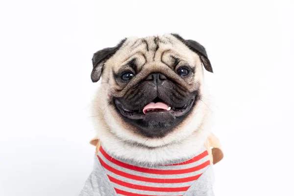 Şirin Köpek Pug Cinsi Tişört Giyen Gülümseme Komik Ciddi Bir — Stok fotoğraf