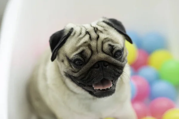 Χαριτωμένο Σκυλί Pug Φυλή Κάθεται Πολύχρωμο Πλαστικό Χαμόγελο Μπάλα Και — Φωτογραφία Αρχείου