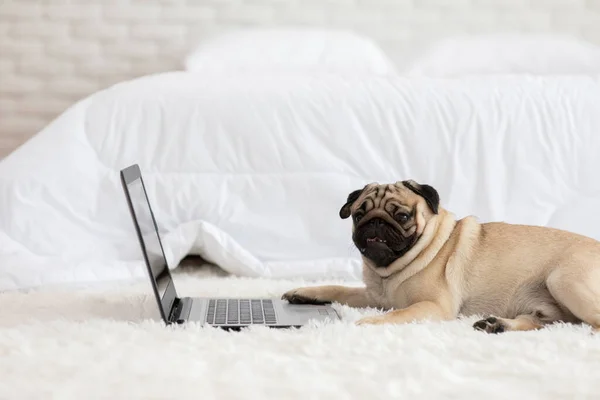 Lindo Perro Pug Crianza Acostado Tierra Sonrisa Mirando Ordenador Portátil — Foto de Stock