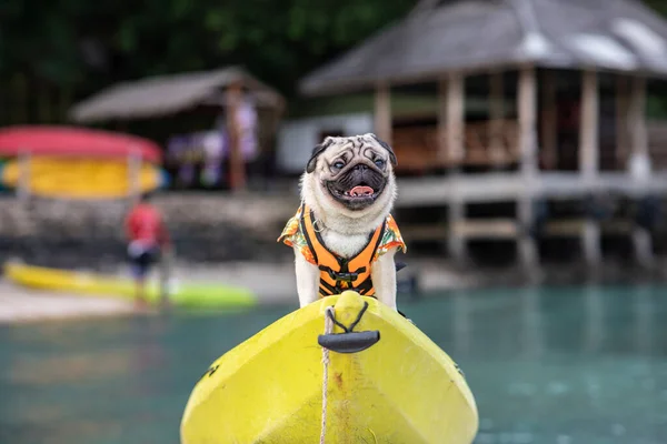 Happy Dog Pug Breed Wearing Life Jacket Standing Kayak Feeling — Stock Photo, Image