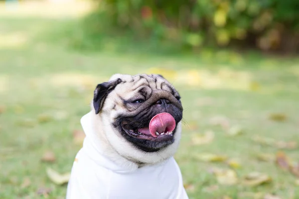 Счастливая Собака Мопс Породы Улыбка Забавным Лицом Лежащим Зеленой Траве — стоковое фото