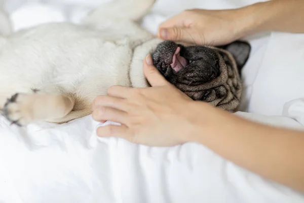 woman body massage and face massage spa to a dog pug breed feeling so comfortable and relaxation,dog sleep and rest with owner,Selective Focus,Spa dog Concept