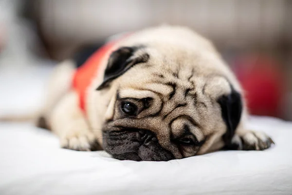 Cute pug dog breed lying on white bed and sleep in bedroom with funny face and feeling so happiness in the morning