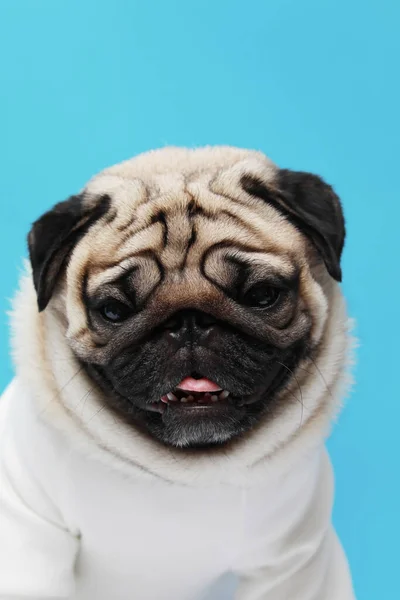 幸せな愛らしい犬のパグの品種の笑顔と青の背景に陽気な パグ純血犬のコンセプト — ストック写真