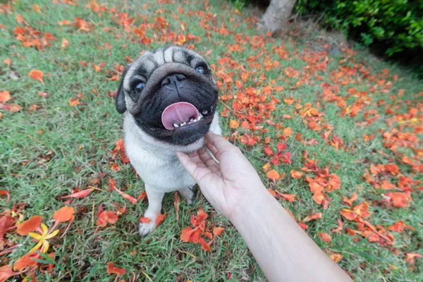 Cerca Mano Mujer Acariciando Perro Pug Pura Raza Con Sensación — Foto de Stock