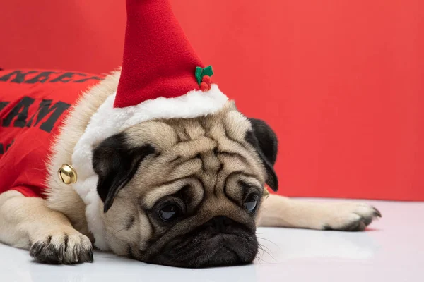 Aburrido Pug Adorable Con Sombrero Santa Traje Navidad Sentirse Tan — Foto de Stock