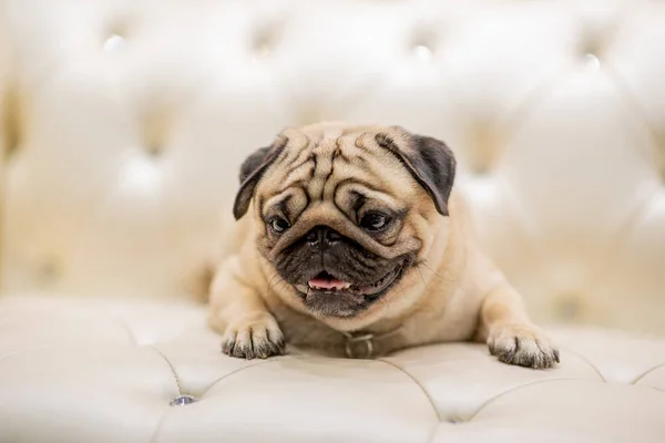 ソファの上に横たわるかわいいパグ笑顔と正の感情と幸福 ヘルスケア Purebreedd Dog Concept — ストック写真