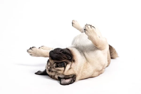 Roztomilý Pes Pug Plemeno Ležící Zemi Úsměv Čeká Hraní Majitelem — Stock fotografie