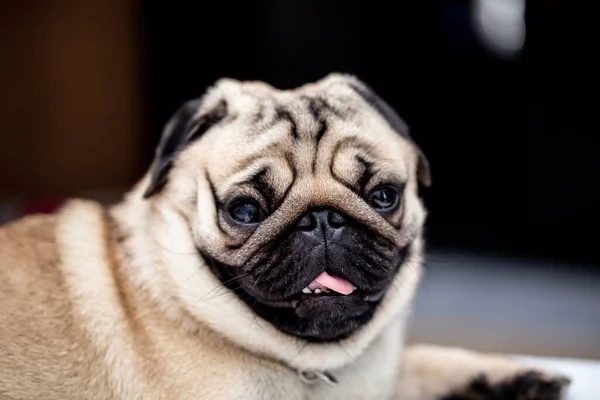 Raça Pug Cão Bonito Tem Uma Pergunta Fazendo Cara Engraçada — Fotografia de Stock