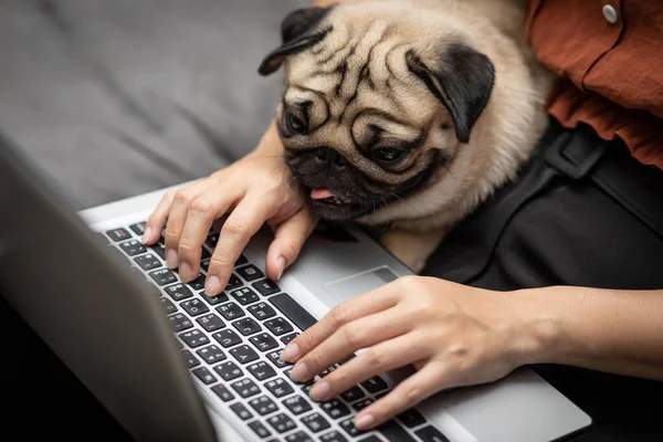 Mujer Escribiendo Trabajando Ordenador Portátil Con Perro Pug Raza Acostada — Foto de Stock