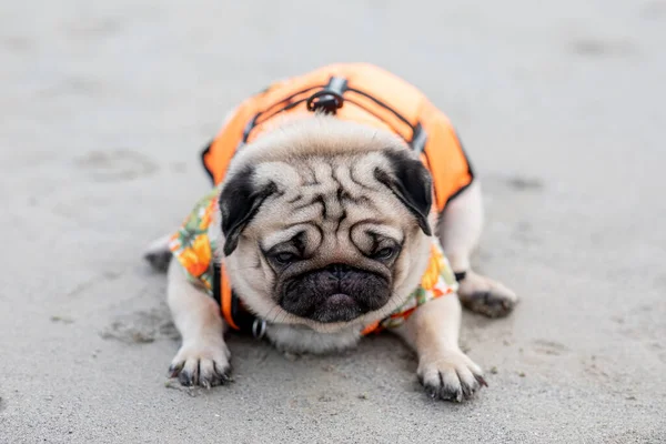 Lycklig Hund Pug Ras Bär Flytväst Och Ligger Stranden Känsla — Stockfoto