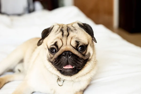かわいい犬のパグの品種には疑問があり 面白い顔 選択的な焦点を作ります — ストック写真