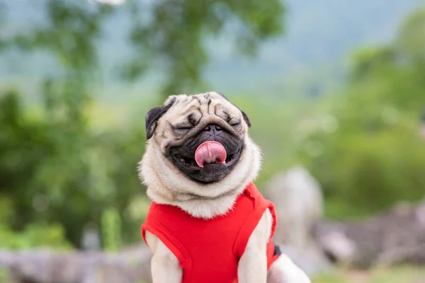 Glad Hund Pug Ras Leende Med Roligt Ansikte Grönt Gräs — Stockfoto