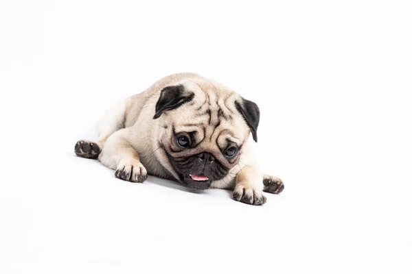 Cute Pet Dog Pug Breed Lying Smile Happiness Feeling Funny — стоковое фото
