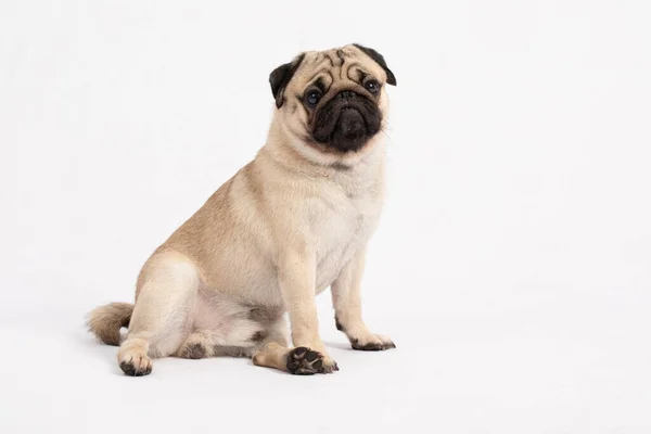 Bonito Cão Estimação Raça Pug Sentado Sorrir Com Felicidade Sentindo — Fotografia de Stock