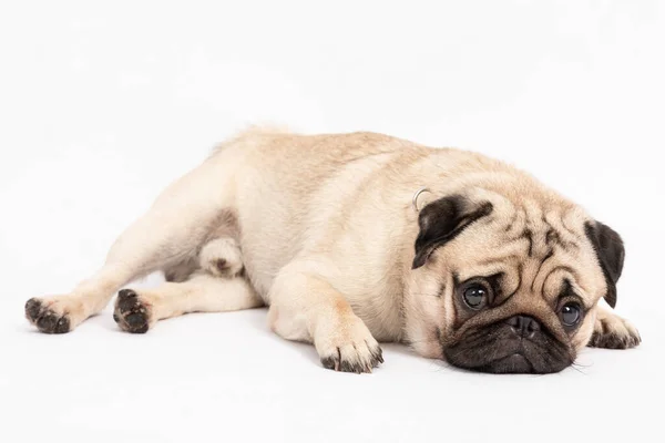 Bonito Cão Estimação Raça Pug Mentir Sorrir Com Felicidade Sentindo — Fotografia de Stock