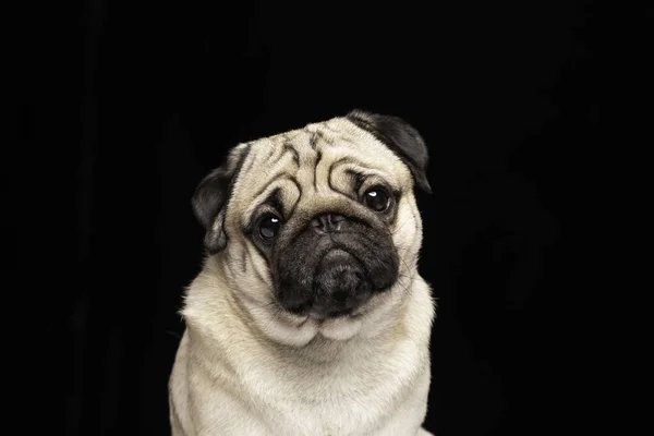 可愛いです犬のパグ品種見てカメラと作り面白い顔孤立上の黒の背景 — ストック写真