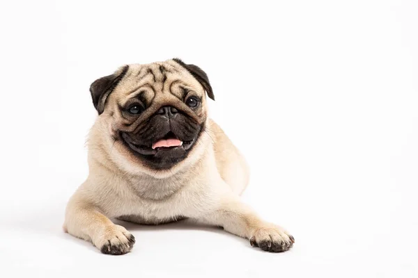 Bonito Cão Estimação Raça Pug Sentado Sorrir Com Felicidade Sentindo — Fotografia de Stock