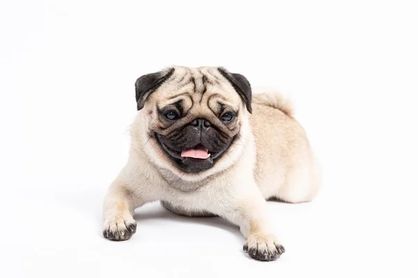 Cute Pies Pies Mops Rasy Kłamstwa Uśmiech Poczuciem Szczęścia Tak — Zdjęcie stockowe