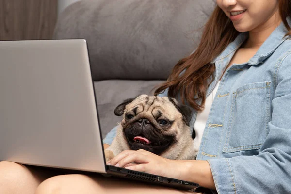 Beautiful Attractive Asian Woman Typing Working Laptop Dog Pug Breed — Stock Photo, Image