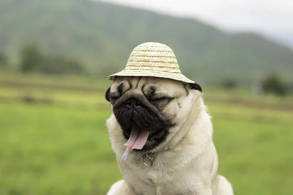 ハッピードッグパグ農家の帽子の笑顔を身に着けている繁殖し 背景に山と田んぼであくび 新鮮な空気と健康的な犬の幸福 — ストック写真