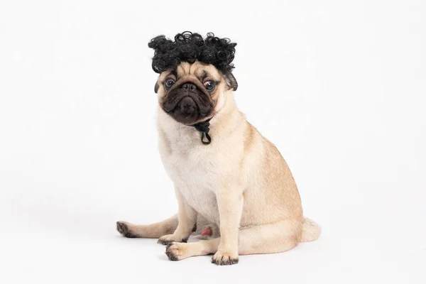 Dog Pug Raça Vestindo Cabelo Encaracolado Hairpiece Sentindo Cão Tão — Fotografia de Stock