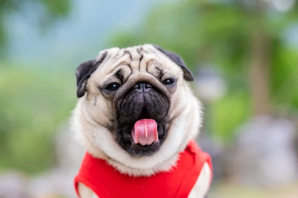 Ευτυχισμένος Σκύλος Pug Χαμόγελο Φυλής Και Χασμουρητό Αστείο Πρόσωπο Στο — Φωτογραφία Αρχείου