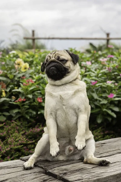 Happy Dog Mops Rasse Lächeln Und Mit Blumen Felder Hintergrund — Stockfoto