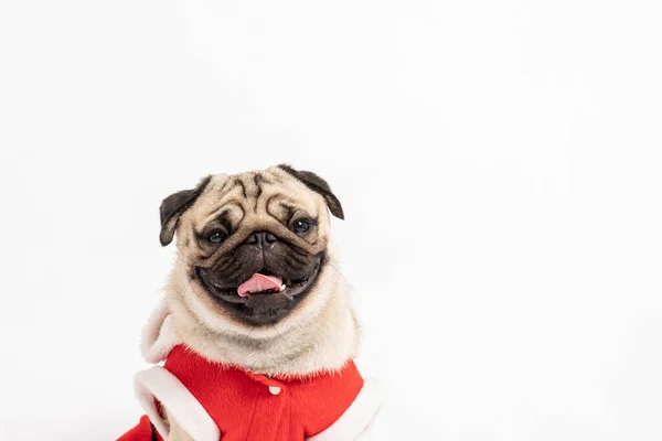 Cute Dog Pug Rasa Czerwonym Płaszczu Santa Kostium Uśmiech Szczęście — Zdjęcie stockowe