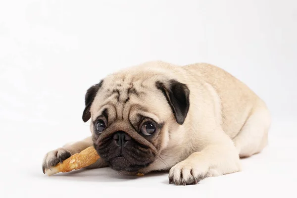 Dog Pug Raça Comer Dog Trata Sentindo Tão Desfrutar Felicidade — Fotografia de Stock