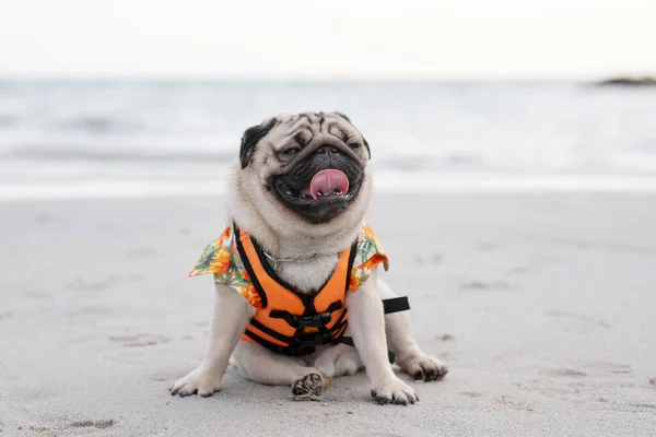Happy dog pug breed wearing life jacket and sitting on beach feeling so happiness and fun vacations on the beach,Dog vacations Concept