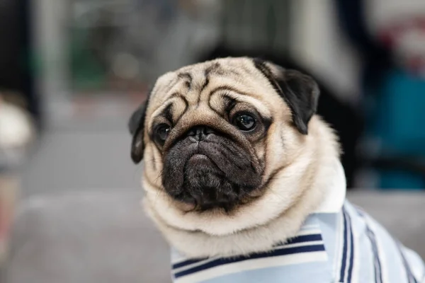 Niedliche Hunderasse Mops Haben Eine Frage Und Machen Lustige Gesichtsgefühl — Stockfoto