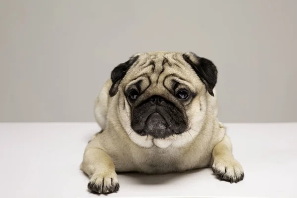 かわいい犬のパグの品種は面白い顔をしているので 幸福感灰色の背景に隔離された 純血犬のパグのコンセプト — ストック写真