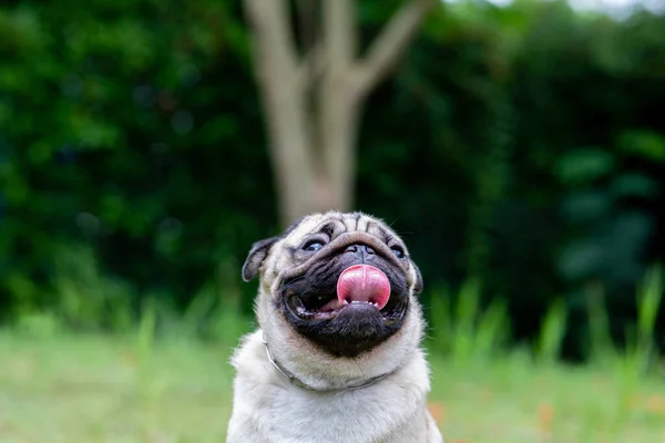 庭の緑の芝生の上で面白い顔をした幸せな犬のパグの品種の笑顔 純血犬の健康なコンセプト — ストック写真