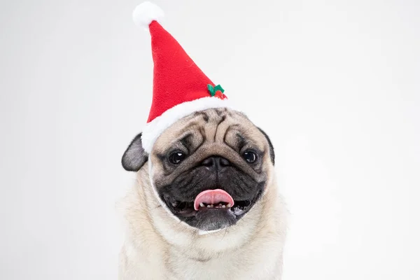 Adorable Pug Kapeluszu Santa Boże Narodzenie Gotowy Świętowania Właścicielem Szarym — Zdjęcie stockowe