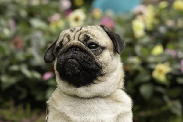 幸せな犬のパグ背景に花のフィールドと笑顔を繁殖 新鮮な空気と健康的な犬の幸福 — ストック写真