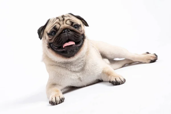 Bonito Cão Estimação Raça Pug Mentir Sorrir Com Felicidade Sentindo — Fotografia de Stock
