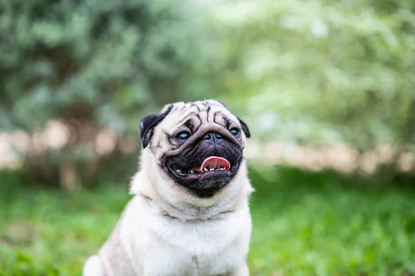 Mutlu Köpek Pug Gülüşü Bahçedeki Yeşil Çimlerin Üzerinde Komik Bir — Stok fotoğraf