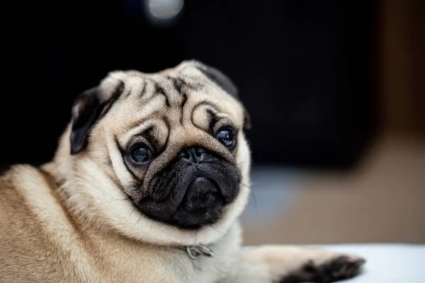 Cute Raça Cão Pug Deitado Cama Branca Quarto Sorriso Com — Fotografia de Stock