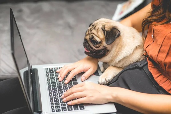 Mujer Escribiendo Trabajando Ordenador Portátil Con Perro Pug Raza Acostada — Foto de Stock