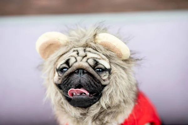 Carino Cane Carlino Indossando Costume Leone Mentire Sorriso Con Felicità — Foto Stock