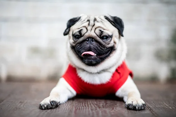 Roztomilý Pes Pug Plemeno Mají Otázku Dělat Legrační Tvář Pocit — Stock fotografie