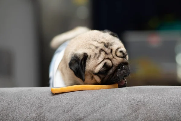 Dog Pug Raça Comer Dog Trata Sentindo Felicidade Desfrutar Happy — Fotografia de Stock