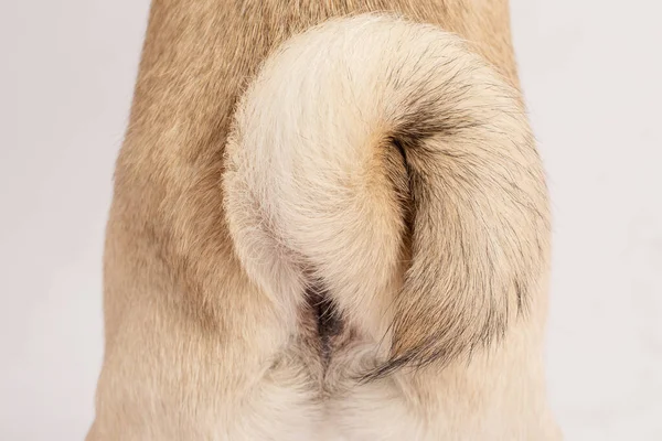 Close Dog Tail Pug Breed Roll Swirl Tail Beautiful Pug — Stock Photo, Image